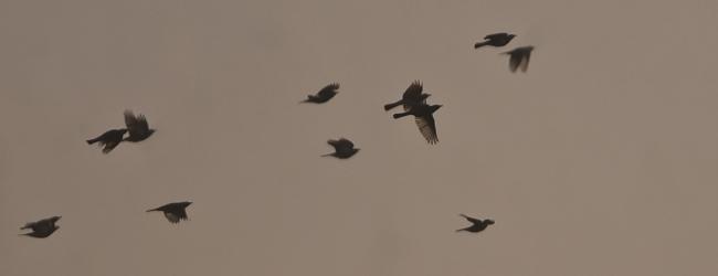 Vol de grives litornes en migration
