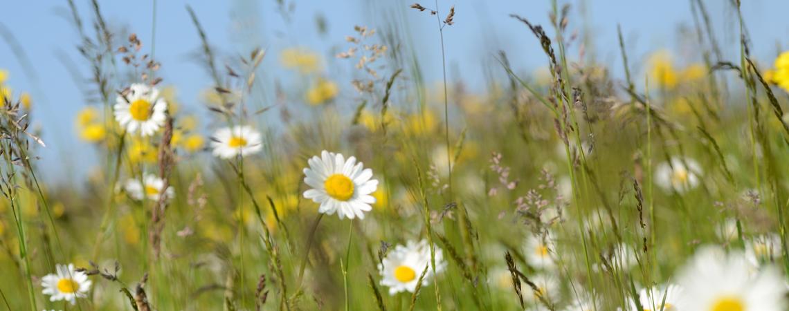Prairie maigre
