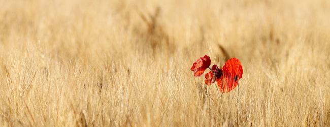 Grand coquelicot dans un champ d'orge