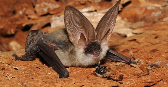 Chauve-Souris