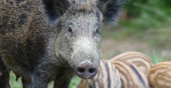 Un sanglier et ses marcassins