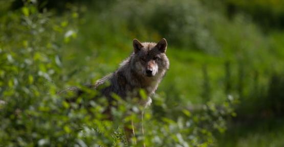 Loup dans la nature