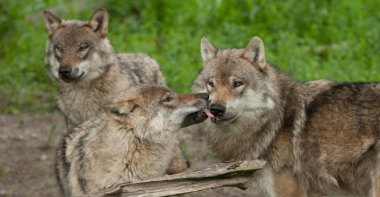 Loups en famille