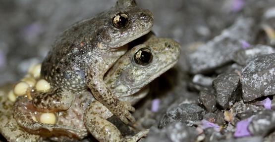 Crapaud accoucheur