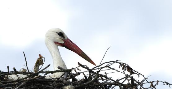 Cigogne blanche au nid