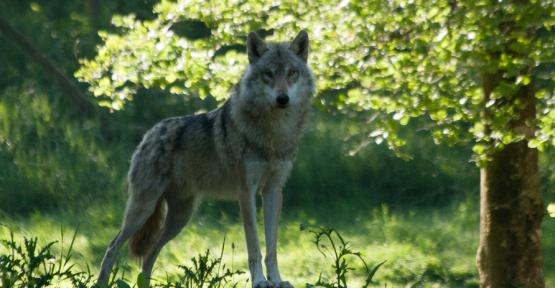 Loup