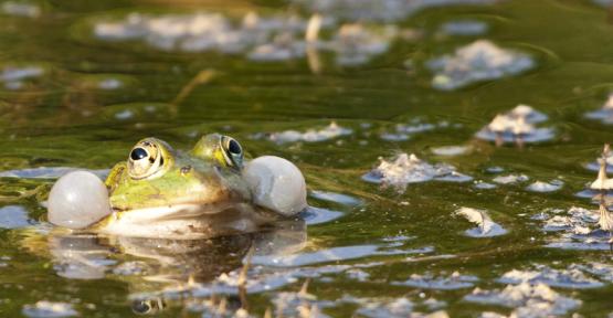 Grenouille verte