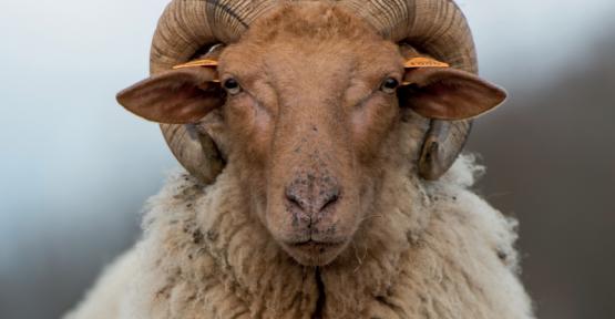 Une bergerie pour redéployer la biodiversité gaumaise