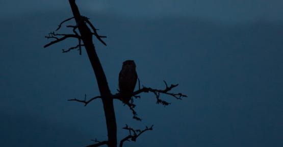 Une nuit à l'écoute des rapaces nocturnes