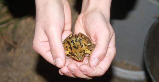 Grenouilles et crapauds en de bonnes mains 