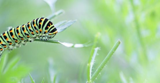 Découvrez les alternatives aux pesticides