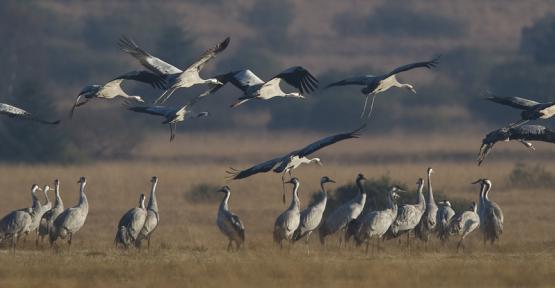 EuroBirdPortal : suivre la migration des oiseaux en direct dans toute l'Europe