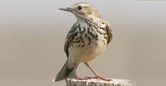 pipit