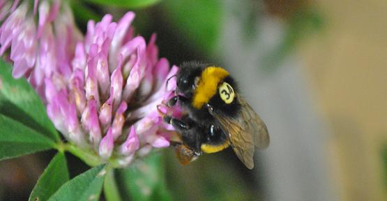 Un plan d’action transfrontalier pour les pollinisateurs sauvages