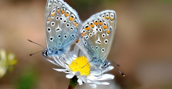 Un jardin naturel, ça papillonne joyeusement