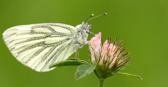 Devine qui a papillonné au jardin