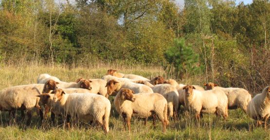 Vue sur le Mont des Pins et ses moutons qui patûrent