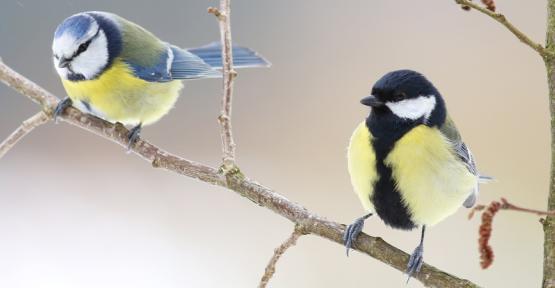 Mésange charbonnière et mésange bleue