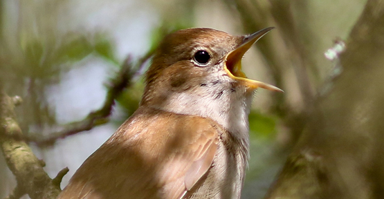 avifaune