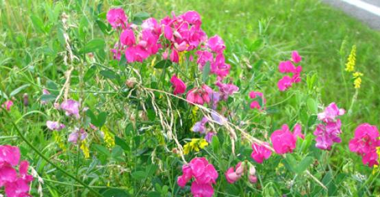 Fleurs et route