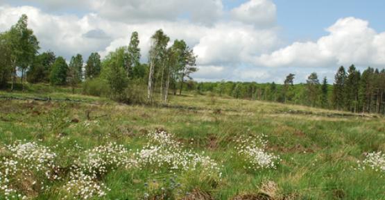 Tourbière menacée