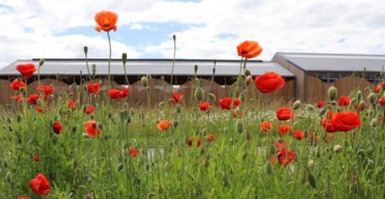 Bergerie cachée derrière des coquelicots