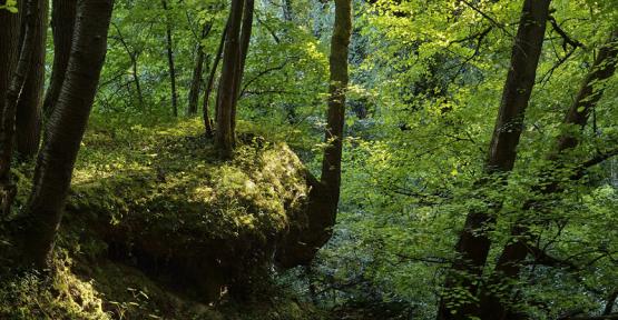 Réserve de la Grande Honnelle 