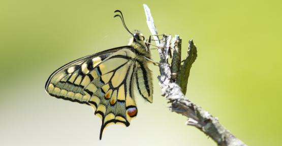 Machaon (copyright Karl Gillebert)