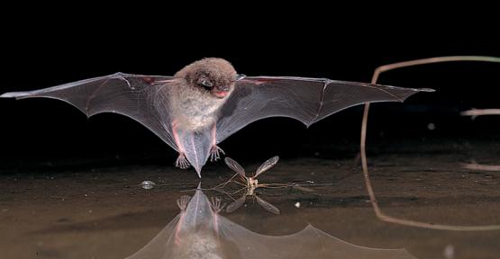 Chauve-souris