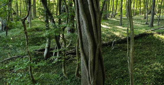 Vue sur le bois de la Grande Honnelle