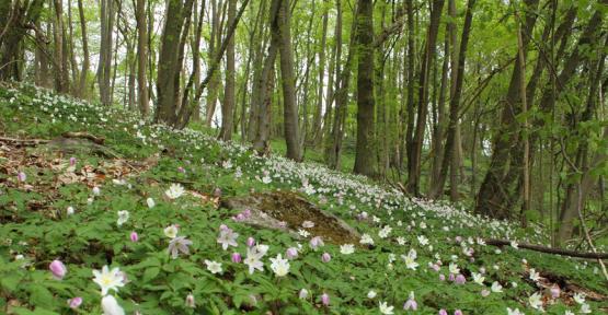 Vue sur le bois fleuri de la réserve de la Bacquelaine