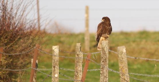 Buse variable à l'affut dans un champ