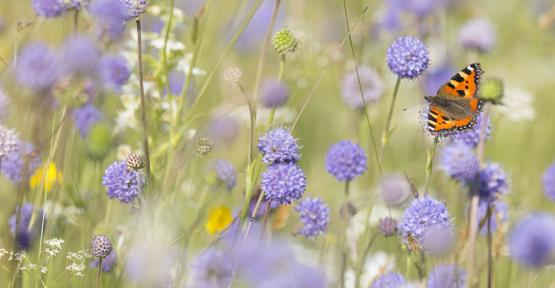 Prairie fleurie