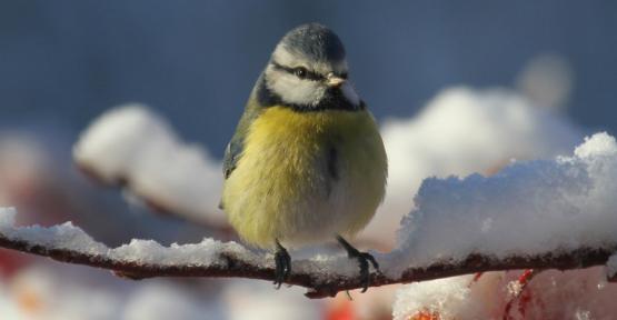 Mésange bleue sur une branche