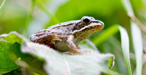 batracien sur une feuille