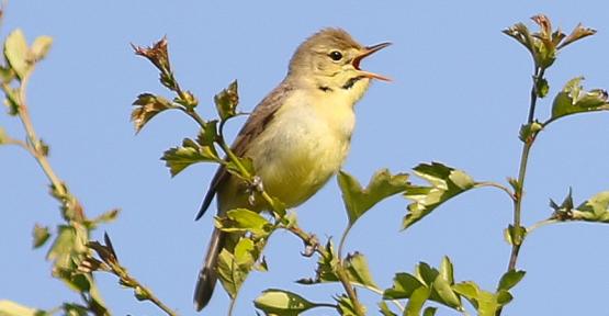 L'Aube des oiseaux