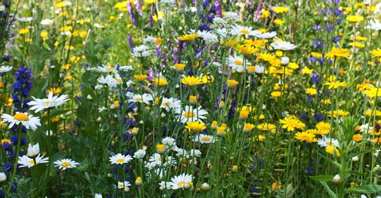 Fleurs sauvages Ecoflora 