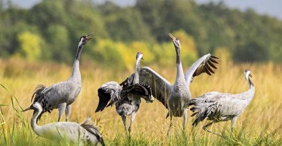 Les grues cendrées en Gaume 