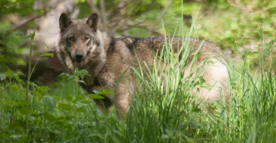 Loup en forêt