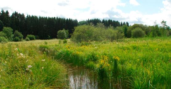 Réserve naturelle (sapins et cours d'eau) 