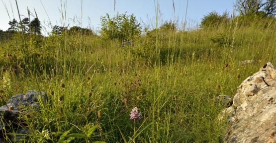 Réserve naturelle de Devant-Bouvignes 