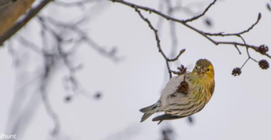 Tarin des aulnes dans un arbre