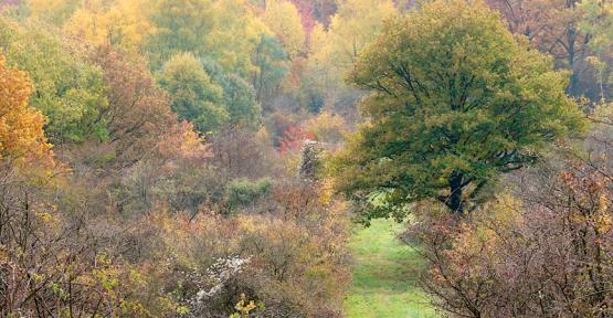 Réserve naturelle du Baquet (forêt) 