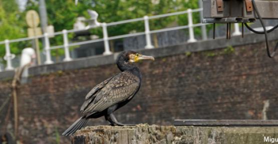 Un cormoran noir au canal de Willebroeck