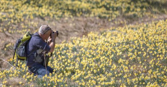 Photographe entouré de jonquilles dans la vallée de la Holzwarche