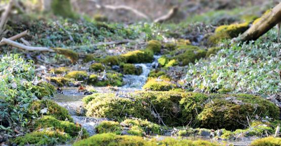 Réserve naturelle de Lahage 