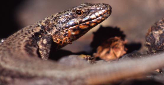 Lézard des murailles