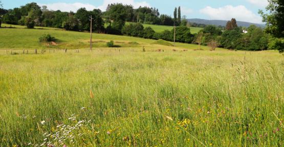 Ensemble paysager au nord du hameau de Hayen 