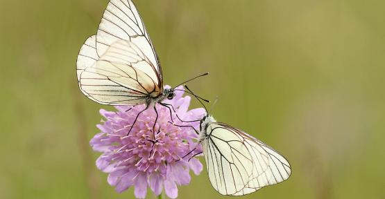 Aporia crataegi