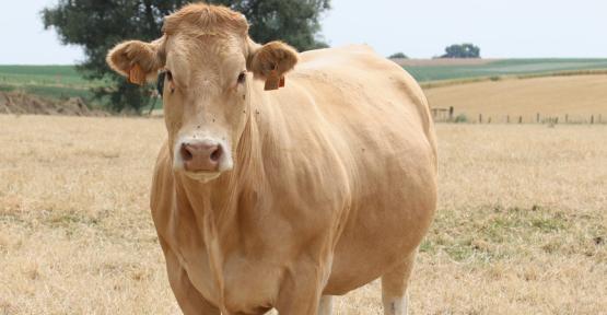 Vache dans un champ complètement sec